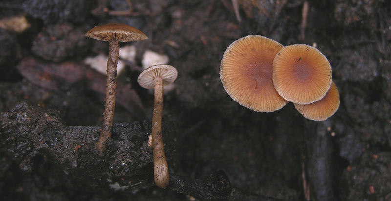 Tubaria da determinare.